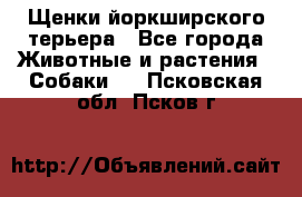 Щенки йоркширского терьера - Все города Животные и растения » Собаки   . Псковская обл.,Псков г.